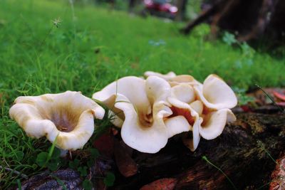 Close-up of fungus growing on tree trunk