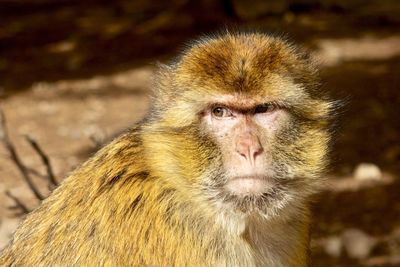 Ifrane national parc. berber macaco is a monkey endemic to middle atlas mountains.