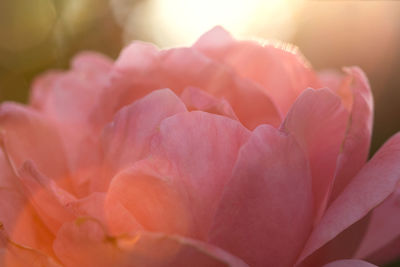 Close-up of pink rose