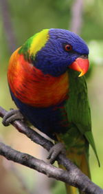 Close-up of rainbow lorikeet perching on tree