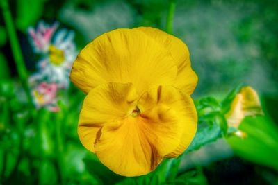 Close-up of yellow flower