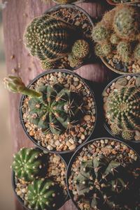 Close-up of succulent plant on table