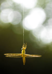 Dragon fly trapped and died in spider's web.