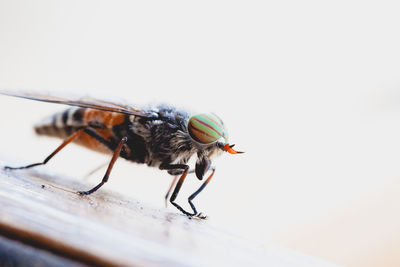 Close-up of housefly against white background