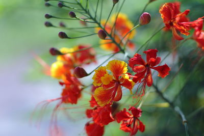 Close-up of red flowering plant