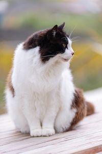 Close-up of a cat looking away