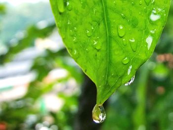 Close-up of water drops on leaf