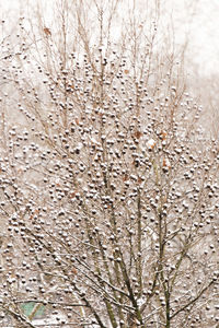 Close-up of snow on plant