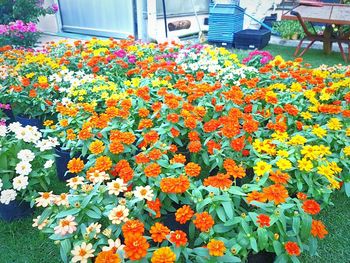 Close-up of multi colored flowers blooming outdoors