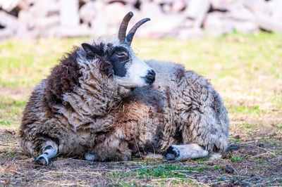 Sheep in a field