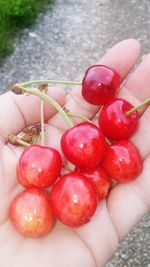 Close-up of hand holding strawberries