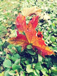 Close-up of maple leaves fallen on leaf