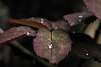 Close-up of water drops on plant
