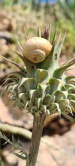 Close-up of snail on plant