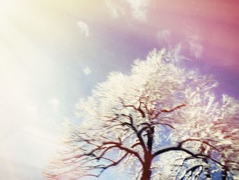 Low angle view of bare trees against sky