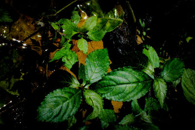 Close-up of fresh green plants in water