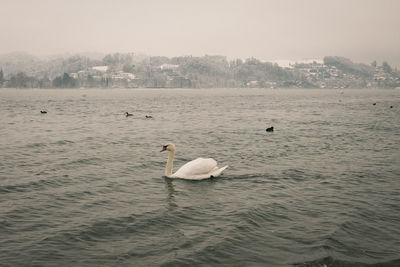 Swan swimming in lake