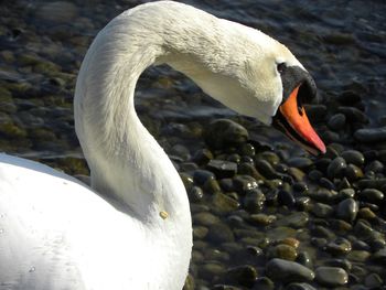 Swan in a lake