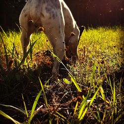 Close-up of dog on field at night