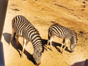 Zebra standing on sand