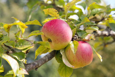 Close-up of apples on tree