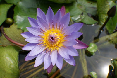 Close-up of purple flower