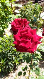 Close-up of red rose blooming outdoors