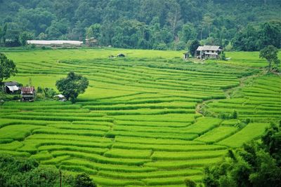 Scenic view of rice terraces