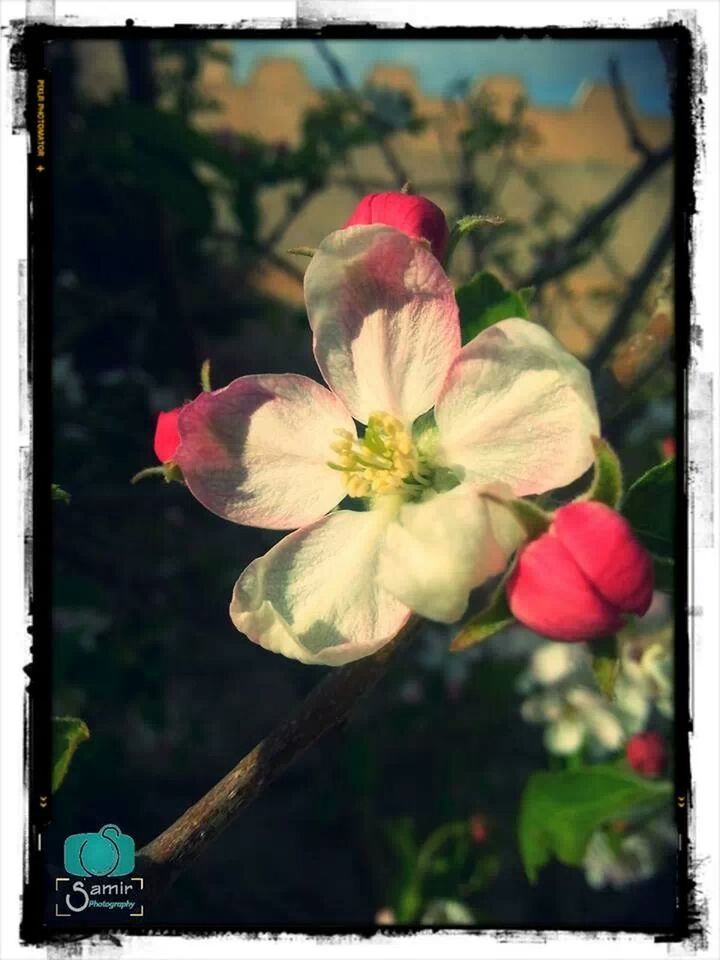 CLOSE-UP OF PINK FLOWERS BLOOMING