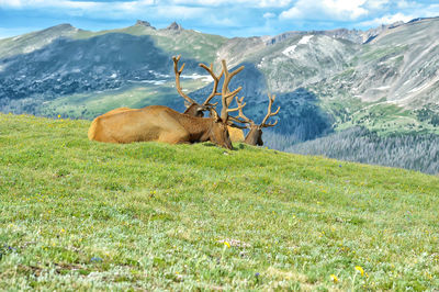 View of sheep on field