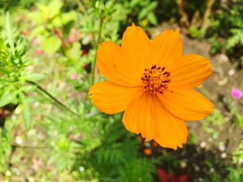 Close-up of yellow cosmos flower blooming on field
