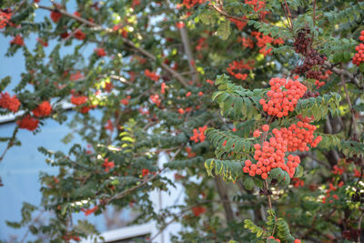 Close-up of red berries on tree