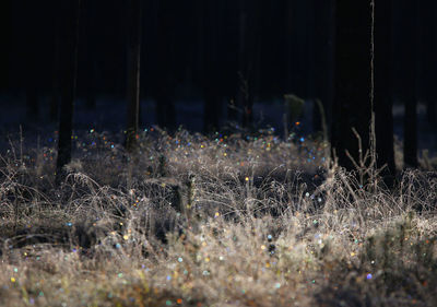 Plants growing on field at night