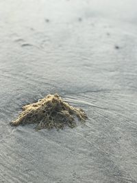 High angle view of crab on beach