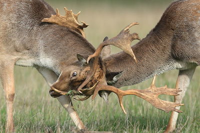 Two fallow deer stags locking antlers