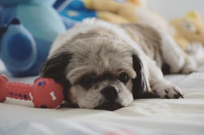 Portrait of dog lying down on bed at home