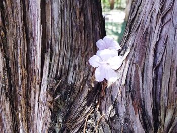 Close-up of flowering plant against tree trunk