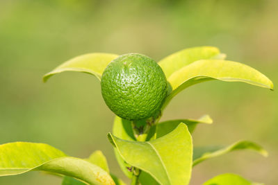 Close-up of fruits on tree