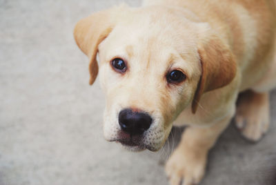 Portrait of a dog