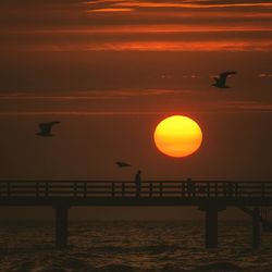 Silhouette of bird flying over sea during sunset