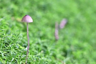 Close-up of mushroom growing on moss