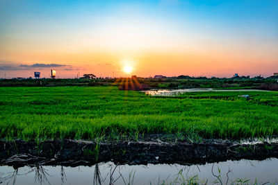 Scenic view of field against sky during sunset