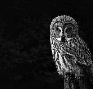 Close-up portrait of owl against trees 