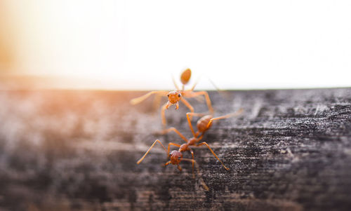 Close-up of insect