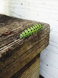 Close-up of insect on wood