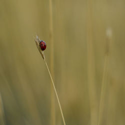 Close-up of ladybug on flower