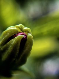 Close-up of flower bud