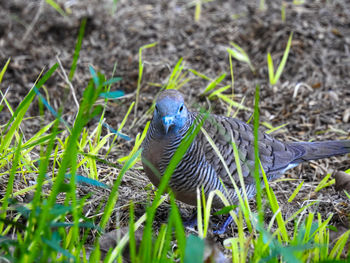 Bird perching on a field