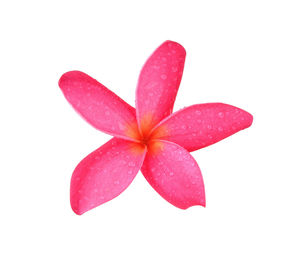 High angle view of pink flower against white background