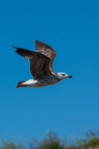 Low angle view of bird flying against clear blue sky